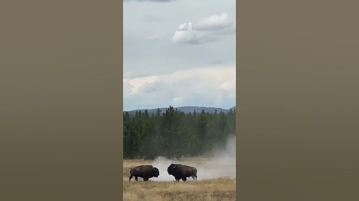 Bison Fight at Yellow stone