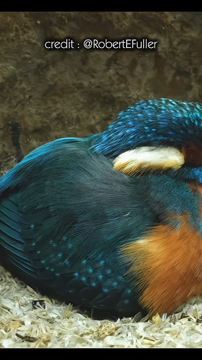 Cerita | Cerita antara induk burung dan anaknya #cerita #pengetahuan #shorts