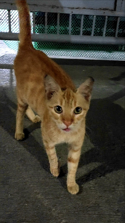 Cute stray cat 😺 #cats #cat #cutecat #catvideos #catshorts