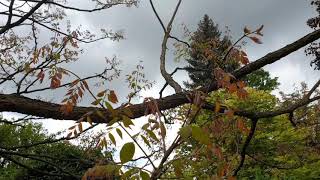 Gymnocladus dioica nahovětvec dvoudomý