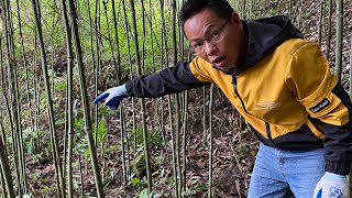 【农人旺旺】竹林掰野笋发现一罕见生物，看着像保护动物，活30多岁头一次见