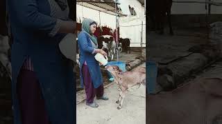 Agar Subah uthate hi tumhare pas kaam hai | Anjana Pashupalan dairy