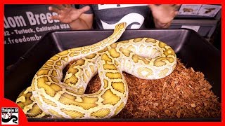 Celebrity Boa Burm Blood Snake Exhibition - Ep.118 Wealth