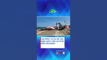 Lâm Đồng: Cá voi dài 12m, nặng hơn 6 tấn LỤY ở bờ biển Liên Hương  #tintuc #lamdong #cavoi
