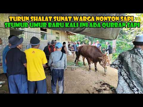 Seumur Umur Baru Kali Ini Ada Qurban Sapi. Warga Pun Dibikin Melongo Lihat Sapi Sebesar Itu.