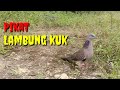 Dijamin nyaut || Suara pikat lambung kuk ini bagus buat pancingan..