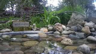 Ostdrossel pond cam #birds #wildlife  #Ostdrossel