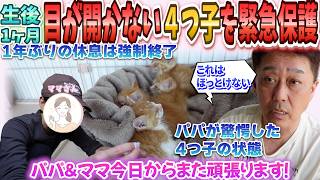 ほっとけない！猫風邪の4つ子仔猫を緊急保護。パパ＆ママの新たなお世話生活が始まります！