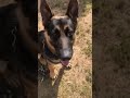 Dog Obedience Classes in College Station | K9 Sensei Dog Training Dog Obedience Classes in College Station | K9 Sensei Dog Training
