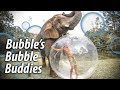 Bubbles The Elephant Almost Pops the Bubble | Myrtle Beach Safari