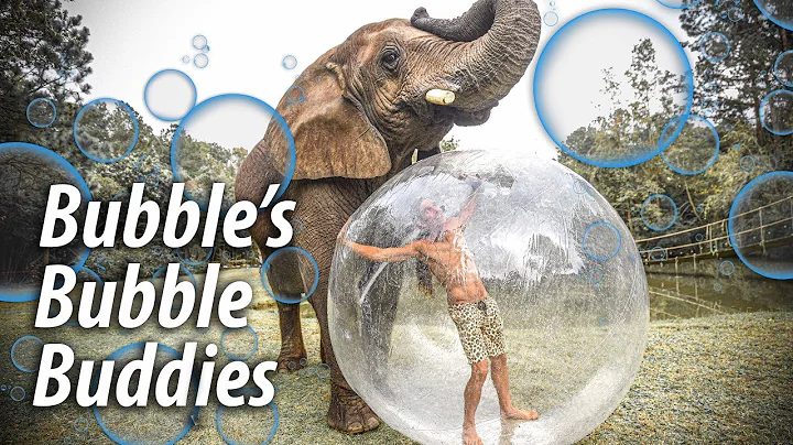 Bubbles The Elephant Almost Pops the Bubble | Myrt...