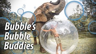 Bubbles The Elephant Almost Pops the Bubble | Myrtle Beach Safari