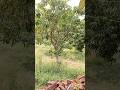 Mango Garden @ Vidya Education Group Masaurhi Patna ll Rahul Sir