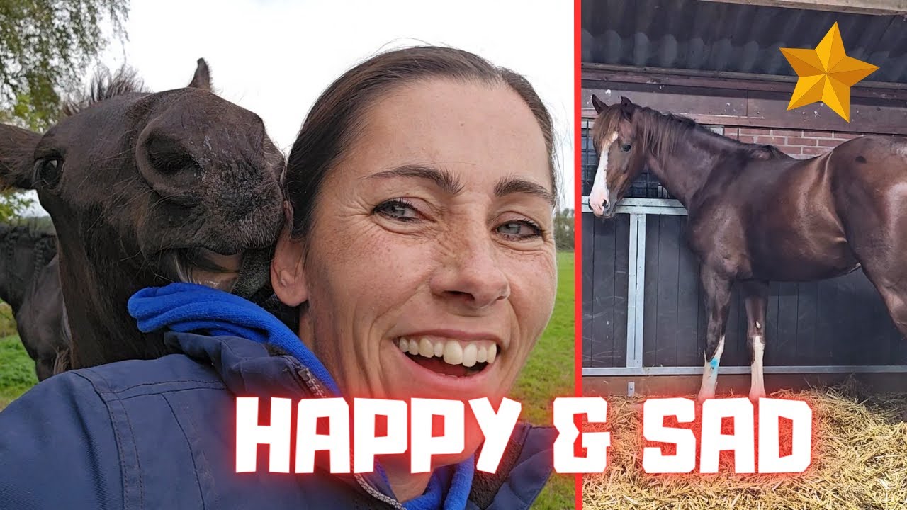 Happy and sad. Time and patience. Rascal/Boefke! He's back | Friesian ...