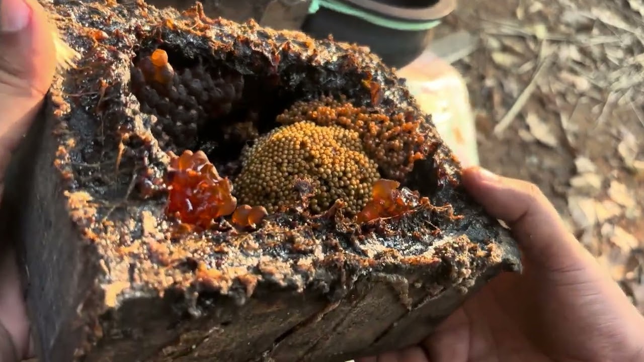 ചെറുതേൻ വിളവെടുപ്പ് നടന്നില്ല 