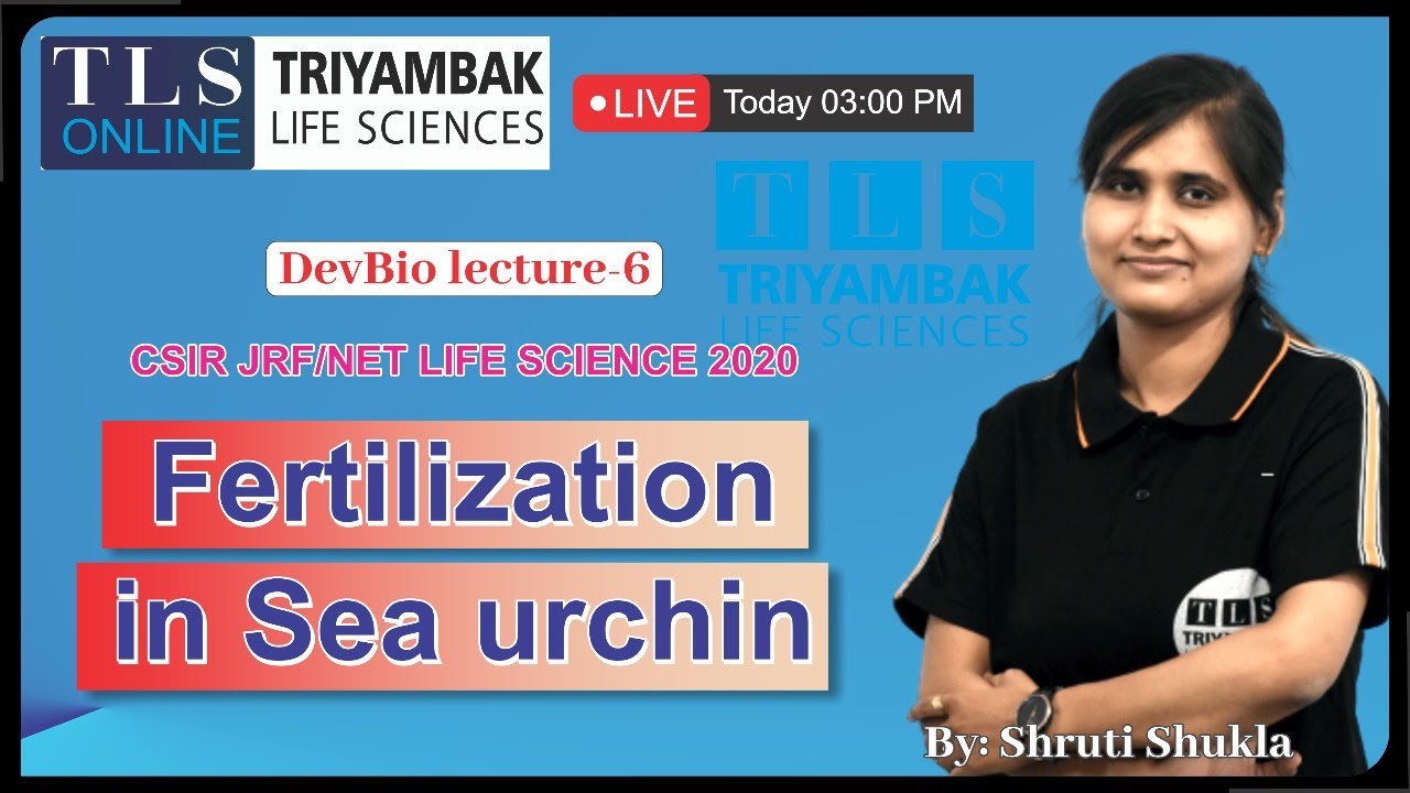 Developmental Biology I 𝐅𝐞𝐫𝐭𝐢𝐥𝐢𝐳𝐚𝐭𝐢𝐨𝐧 𝐢𝐧 𝐒𝐞𝐚 𝐮𝐫𝐜𝐡𝐢𝐧 I CSIR NET Life Science