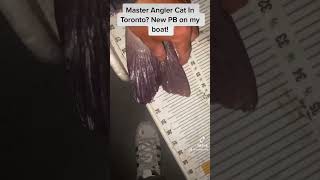 Giant Master Angler Catfish caught in Toronto? #shorts #fishing
