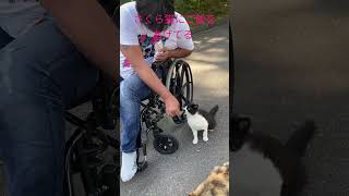 had a nice time with stray cats さくら猫にご飯をあげてる feeding cute stray cats in Kochi, japan #猫 #地域猫 #ねこ動画