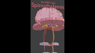 3D Spinothalamic tract