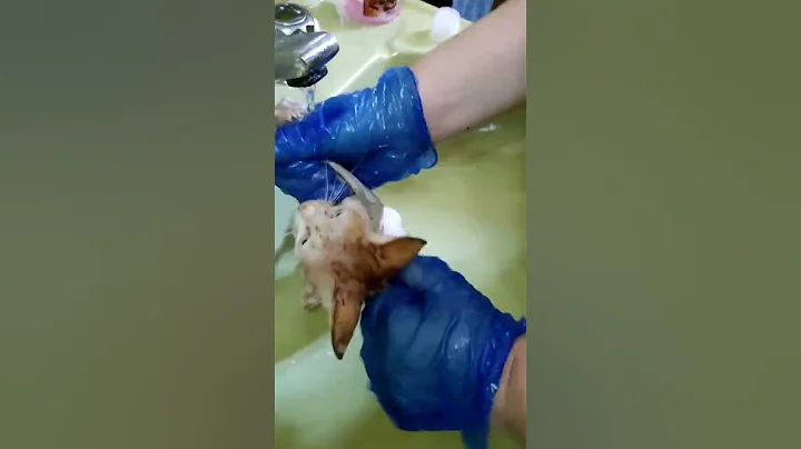 Watch the video about Tail wound cleaning/Bathing and defleaing of our newest rescue #shorts #tipsfromavetstudent#kitten