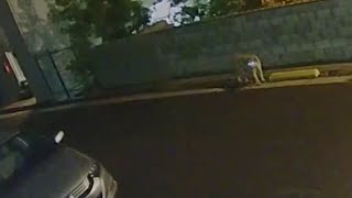 Man has close encounter with P-22