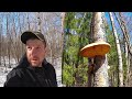 ПОИСК ПЕРВЫХ ВЕСЕННИХ ГРИБОВ! Прошлогодние грибы в лесу! Разведка в середине апреля 2021!