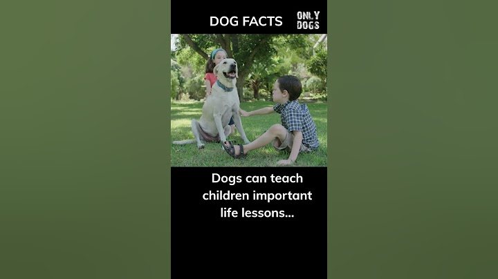 Dogs Teaching Life Lessons #shorts #dog #facts