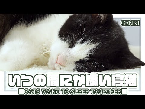 いつの間にか添い寝猫