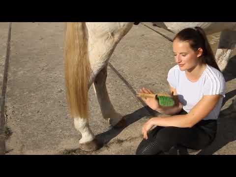 Video: Jaká Je Nejrychlejší Chůze Pro Koně?