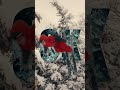 Snow days at Central Park hit different #snowboard #edit #davinciresolve #sony #sports