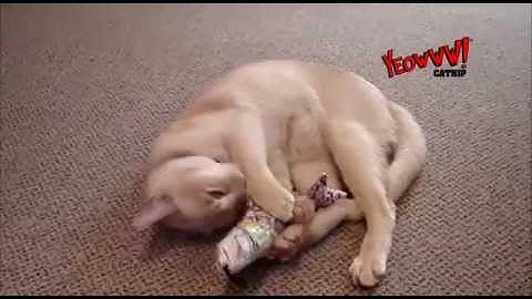 Yeowww - Effects of Catnip