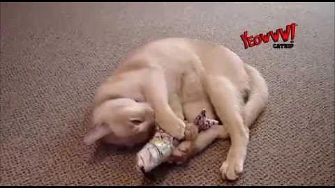 Yeowww - Effects of Catnip