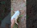 wau panjang sekali bulunya#video#viral
