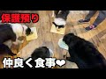 保護犬ボーダー・里親候補の家族と面会【28-29日】