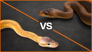 Light Side vs. Dark Side — MONSOON Edition! | #Hetflix 174 Net Worth