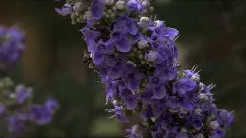 God in the Shape of Texas | 24 Frames | PBS Digital Studios