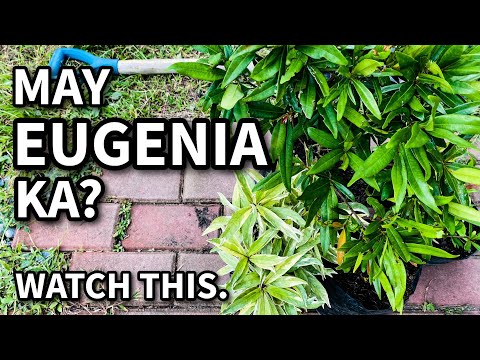 Video: Eugenia Hedge Maintenance - Kailan Puputulin ang Eugenia Hedges