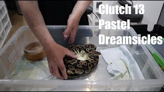 Clutch 13 -Pastel Dreamsicle Ball Python Project - 6 Good Eggs!