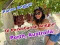 Panen Anggur di Perkebunan Australia