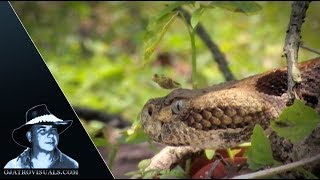 Timber Rattlesnake Stalking 01