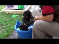 Baby Chimp Bathtime