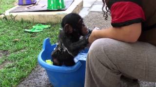 Baby Chimp Bathtime