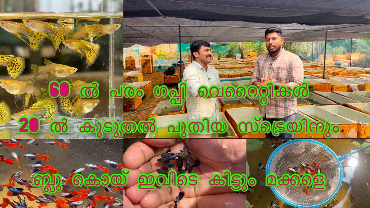 കുറഞ്ഞ വില അടിപൊളി ക്വാളിറ്റി കണ്ണഞ്ചിപ്പിക്കും വിസമയം തീർത്തു ഒരു കിടിലൻ ഫാം ❤️❤️❤️