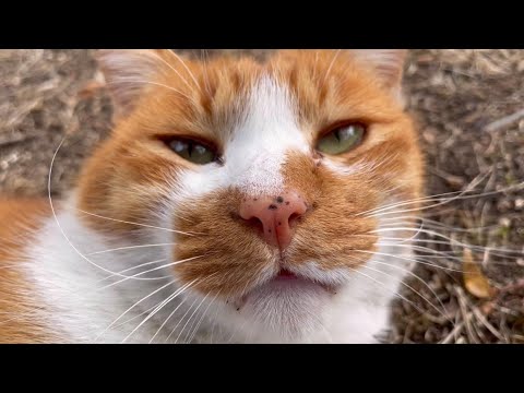 野良猫 鳴き ながら 寄っ て くる