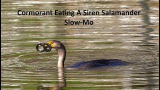 Cormorant Eating A Siren Salamander In Sunset Beach NC Slow-Mo