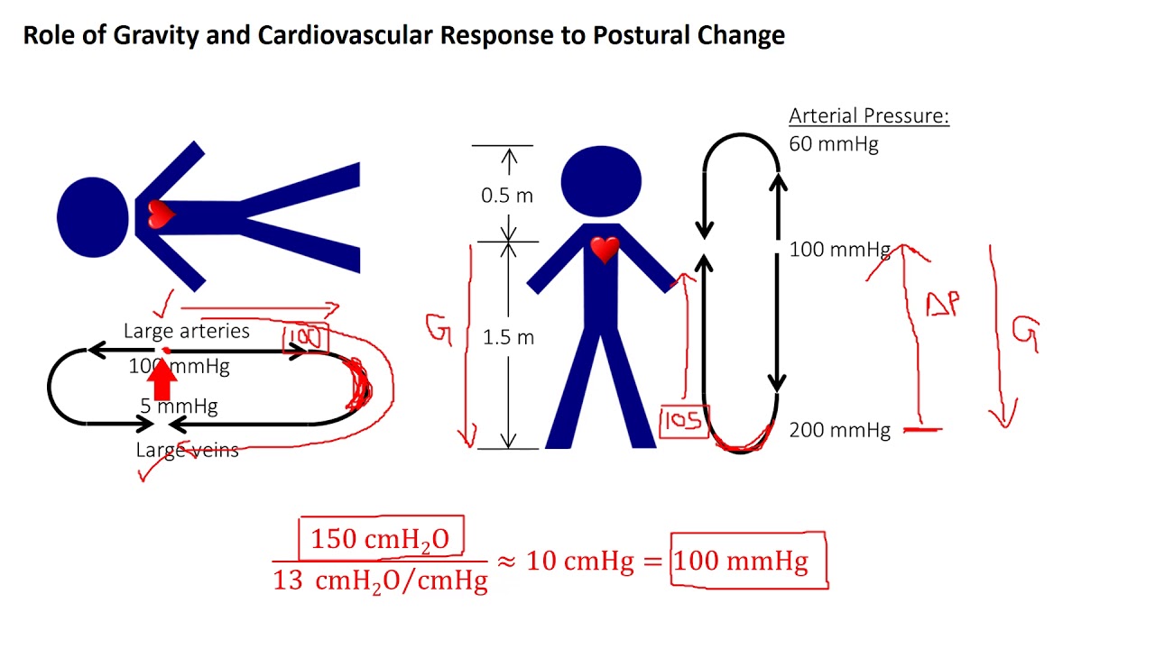 Cardiovascular responses to leg muscle loading during head-down