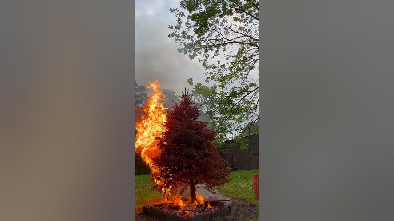 Slow motion Xmas Tree Burn YouTube