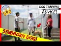 How to train a stubborn dog! PitBull Training with Americas Canine Educator