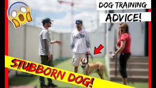 How To Train A Stubborn Dog Pitbull Training With Americas Canine Educator