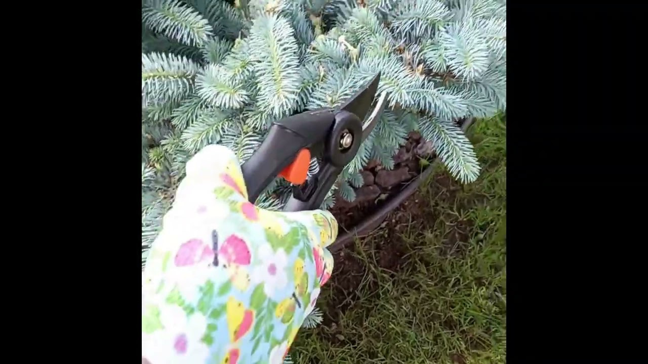 Формирующая обрезка голубой ели Глаука Глобоза   Жизнь в саду